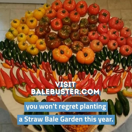5K views · 75 reactions | If you dream of having a vegetable garden, you're gonna love Straw Bale Gardening. Sprinkle some BaleBuster on a bale, water and wait 12 days, then plant. Come back in a few months and harvest. | Learn to Grow a Straw Bale Garden | Facebook
