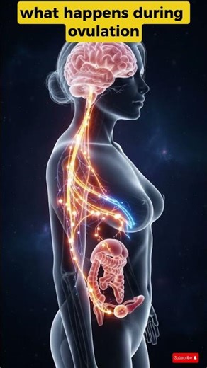 Ovulation Explained in 3D | Female Reproductive Cycle