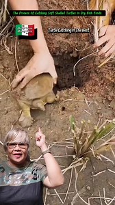Catching Soft Shelled Turtles #highlight #catching #turtles #softshelledturtle | Efigenia Lustre