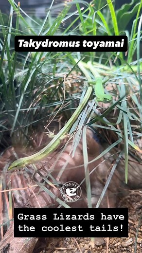 Miyako Grass Lizards! We went to Japan in part to observe grass #lizards, which have some of, if not the, longest tail to body ratios of any vertebrate. The Ueno Zoological Gardens (great fun!) had three species on display. These are #Takydromus toyamai. I#We watched them for quite awhile skittering about their enclosure, attempting to discern why they have an amazingly long tail. In Arizona, we have a few long-tailed lizards, but these felt even longer proportionally. Do the tails help with pre