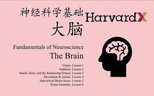 《神经科学基础：大脑》哈佛大学分子与细胞生物学系网络课程