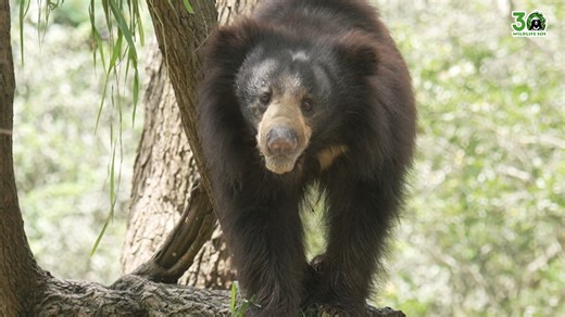 4.5K views · 292 reactions | From a frightened cub caught in a deadly...