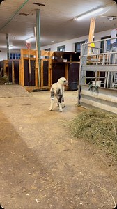 Ingrid Grue - Sæter gård on Instagram: "En som bryr seg fint lite om at mora står fortvilt igjen i bingen og roper på han😅 #norgetrengerbonden #norskebønder #norskprodusert #nytnorge #farming #gårdsliv #norway #norwegian #youngfarmers #farminglife #farmlife #farm #agriculture #mountainfarm #sheep #animallovers #lamb #lambingseason"