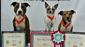 24K views · 211 reactions | The True nature of the SBT, please help us spread the word :) Pit Bull lovers English Staffies Bully breeds Team Floppy Ears | Southend Dog Training | Facebook