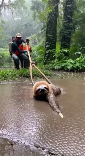Heroic Rescue of a Sloth Trapped in Mud! #AnimalRescue #WildlifeRescue #shorts