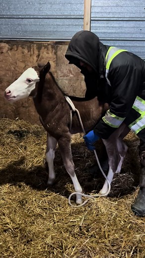 The Madigan Squeeze done on a foal #newborn #foalingseason #foal #foalsoftiktok #fypシ゚viral🖤tiktok
