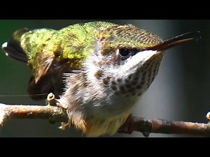 Ruby throated hummingbird call sounds | Juvenile