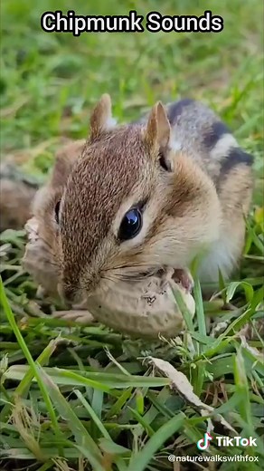 #chipmunksound