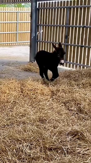 Adorable Donkey Foal's First Steps | Heartwarming Farm Life Moments