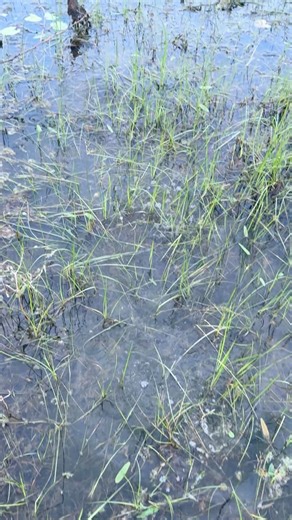 8.4K views · 32 reactions | Responsible fishing: catch, admire, and release the snakehead | Snakehead Angler Amar | Facebook