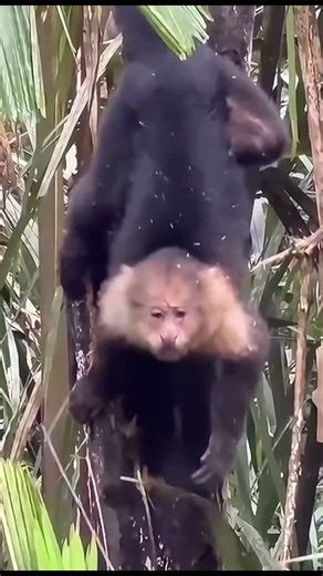 Panamanian White Faced Capuchin