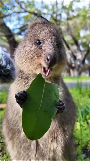 Quokka's adorable leaf snack moment 🥰 #quokka #cute #wildlife