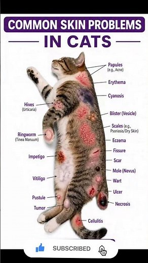 COMMON SKIN PROBLEMS IN CATS: WHAT TO LOOK OUT FOR! 🐱🩹
