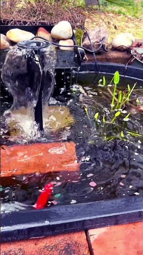 Feeding My Pet Goldfish #goldfish #fishpond #feedinggoldfish #feedingfish