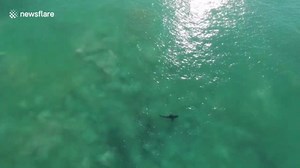 Great whites shark feeding frenzy