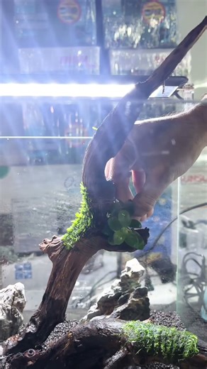 Betta fish planted tank setup#bettatank#bettafish #aquascaping #lowtechsetup #plantedtank