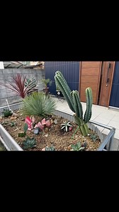 サボテンカット技術を楽しむ