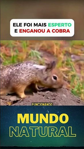 O Truque Que Deixa a Cascavel Sem Reação 🐿️ A Estratégia Brilhante dos Esquilos Contra as Cascavéis