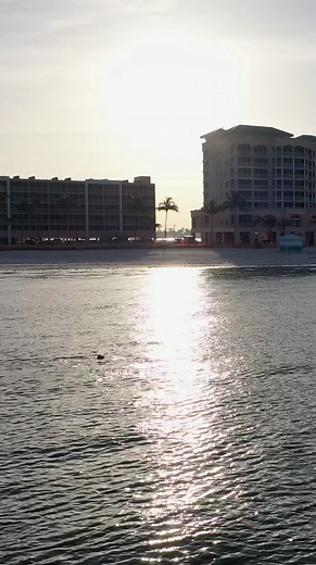 13K views · 219 reactions | Did you know Pink Shell is surrounded by more than just pristine beaches? We’re home to a diverse range of wildlife, making it a nature lovers paradise! Can you spot the playful dolphin in the distance?  | Pink Shell Beach Resort & Marina | Facebook