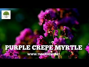 What is a Purple Crepe Myrtle - TN NURSERY