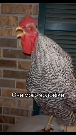 А Вам що сниться ?😂😂😂 #kost_family #сімейнежиття #сімейніприколи #comedy #funny