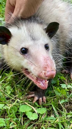 Opossums actually do bite! #opossumsoftiktok #cuteanimals #wildanimals #bite #fafo