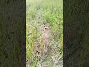 Steps Through the Fields
