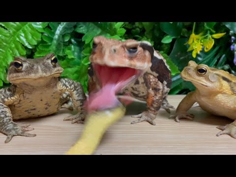 We are strong 💪🐍The struggle of the toads🐸 (Japanese toad, Japan stream toad)