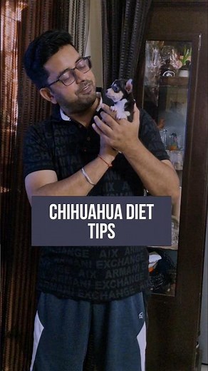 Chihuahua Diet Tips 🐶 | What to Feed Your Tiny Companion 🐾 | Healthy Food Guide for Small Breeds