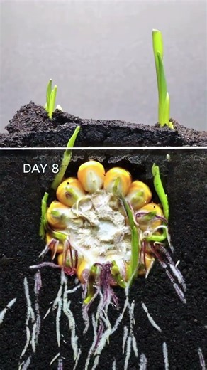 Corn Growing Time-Lapse 🌽 From Seed to Life in Seconds 🔥Every Corn Seed Tells a Story #shorts 