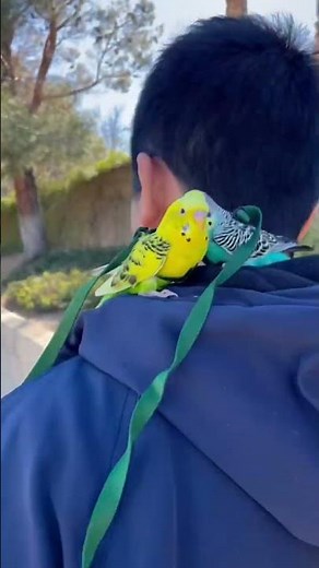 Budgies Going For a Walk 🥹❤️‍🩹💫| Harness and Leash Budgies