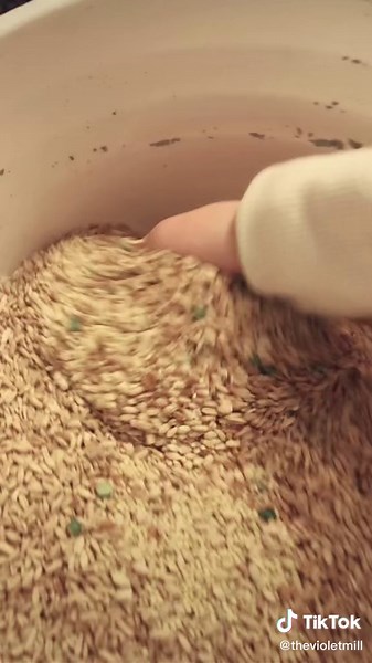 Lets make some chicken feed! #fyp #SamsClubScanAndGo #homestead #RufflesOwnYourRidges #diy