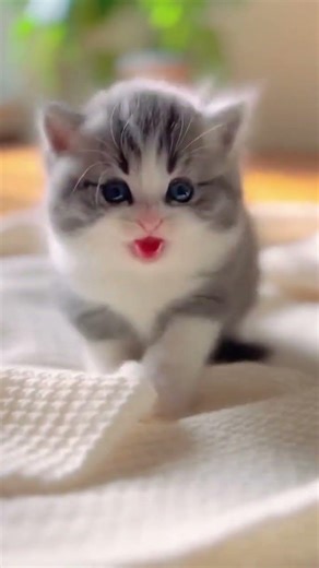 That Kitten Face 😻 #kitten #adorable #viral