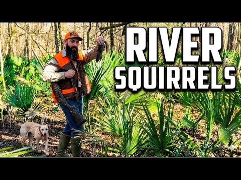 SQUIRREL HUNTING A Louisiana River Bottom (With Top Notch Squirrel Dogs!)