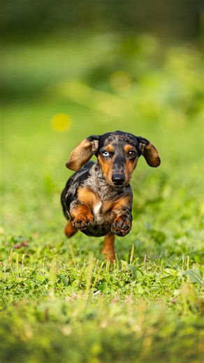 Quelle est la petite habitude de votre Teckel qui vous fait sourire tous les jours ? 😍 Petit mais plein de caractère, le Teckel se distingue par sa malice, sa vivacité et son attachement profond à sa famille. Il a ce talent unique de mettre de la joie dans chaque instant ! 🐾 #royalcanin #royalcaninfrance #chien #teckel #doglove #viedechien #elevage #doglife #dogmom #chienfrancais #chiendefrance #focusrace | Royal Canin