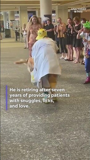 Beloved therapy dog retires after years of comforting hospital patients