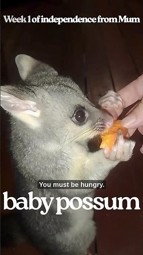 Hungry Baby Possum ❤️ No Mother #alone #babyanimals #possum #aussielife