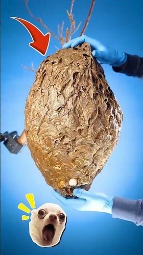 Wasp Nest vs Bee Hive — They Look Similar, But One Detail Changes Everything 🐝⚡️