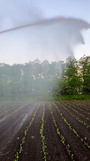 #watering | Adam Rami