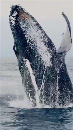 Monterey Bay Whale watching trip. Put it on your bucket list. #whalewatching