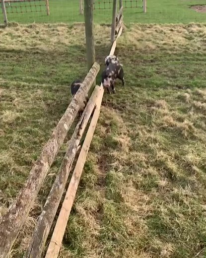 Scratching 🍑🐷 | Pigvibes