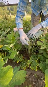 5.7K views · 162 reactions | Look at these cute & fuzzy Celandine...