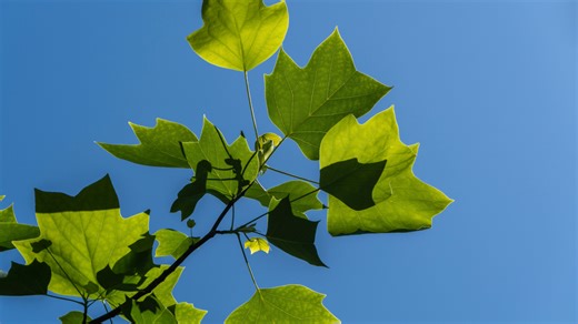 Free native trees for Charleston residents on Feb. 7