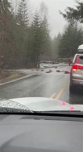 On a quiet rural road, the journey is interrupted. Rain blurs the view through the windshield as a line of cars stands motionless between the trees. The air is still, filled only with the sound of the downpour. Something up ahead has stopped everyone in their tracks. #rainyday #forestroad #traffic #ontheroad