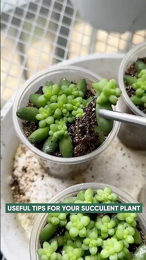 How to Propagate Succulents from Leaves (Easy Step-by-Step)