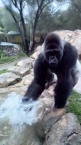 Bangori the Western lowland gorilla stays making a splash on rainy days! 💦🦍 📸: Keeper Ariel Alt-text: A short reel featuring rainy day enjoyer Bangori the Western lowland gorilla. Bangori has fun drinking some fresh rain water and splashing his habitat’s observation window. | Santa Barbara Zoo