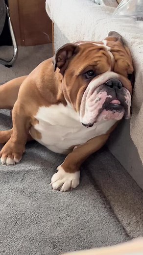 Hec Ice Choc Fury Norm Chow❤️ on TikTok