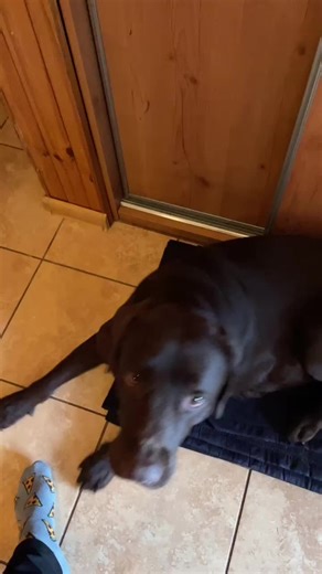 Adorable Brown Labrador Retriever Moments