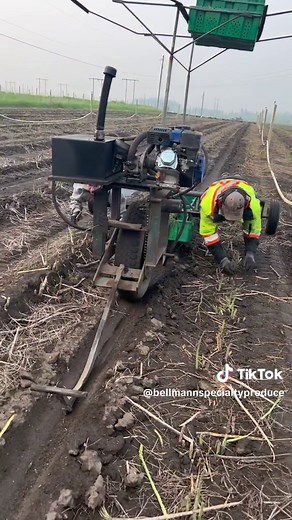 Asparagus Harvesting in Canadian Farm: Fieldwork and Hard Work