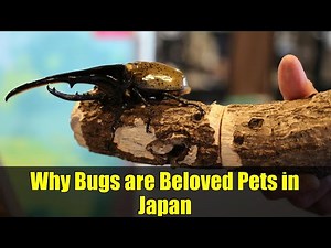 Why Bugs are Beloved Pets in Japan | A Fascinating Look at Insect Culture